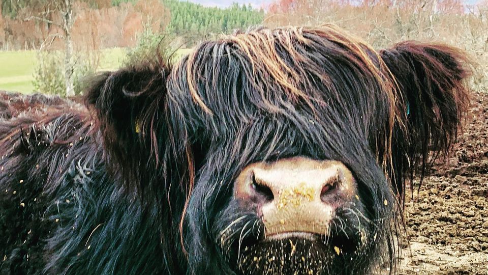 Coo