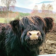 Coo