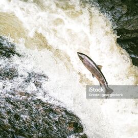 Istockphoto 1313702789 1024x1024