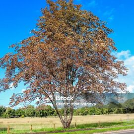 Istockphoto 2269278951 1024x1024